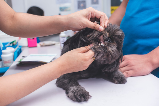 A veterinarian inspects the gum line of a gray shih tzu for signs of illness. Dog health checkup and vaccination at the veterinarian clinic.