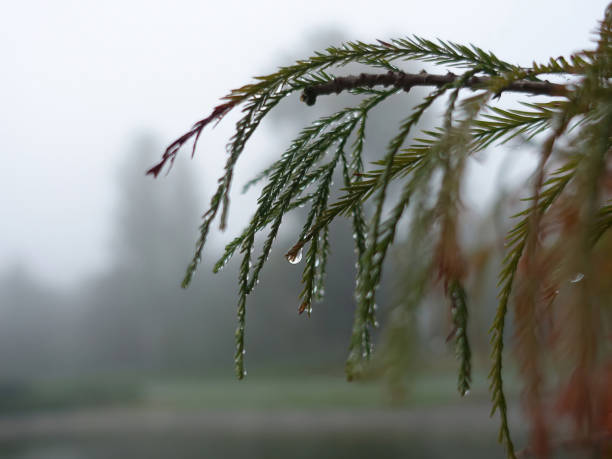 regen- oder tautropfen auf immergrünen baumzweigen am nebligen morgen - fog wet rain tree stock-fotos und bilder