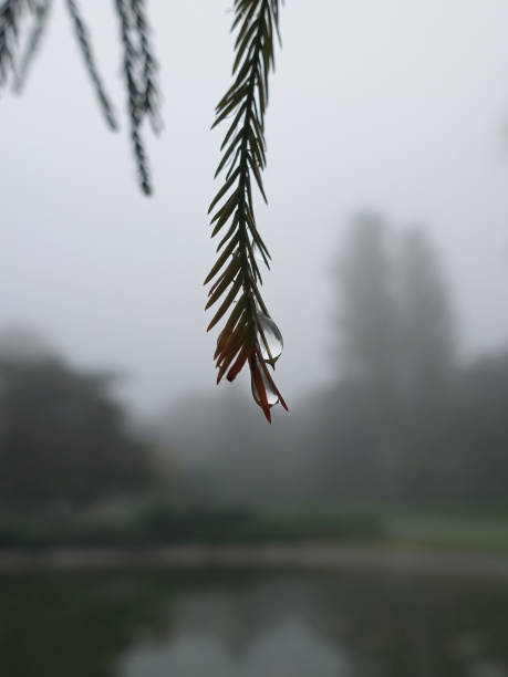 gotas de lluvia o rocío en la ramita de árbol de hoja perenne en la mañana brumosa - fog wet rain tree fotografías e imágenes de stock