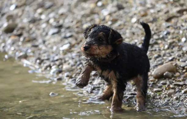 Photo of Welsh Terrier puppys are playing in the water