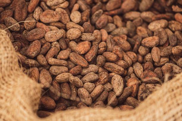 istock Roasted beans or seeds of Theobroma cacao or coco 1439702004