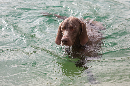 Weimaraner hunting dog, concentrating on the retrieve swimming in the water.