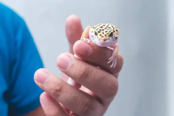 Photo of A man holds a friendly juvenile leopard gecko in his hand. A reptile lover, pet owner or herpetologist.