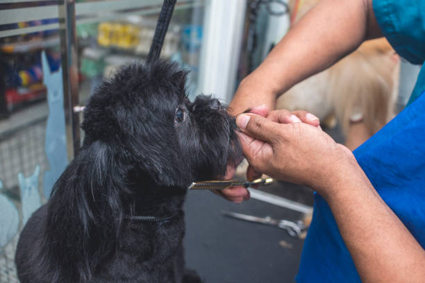 un peluquero de mascotas usa un par de tijeras delgadas para recortar el pelaje del cuello de un pequeño shih tzu negro puro. en un spa de salón de mascotas o clínica veterinaria. - fur trim fotografías e imágenes de stock