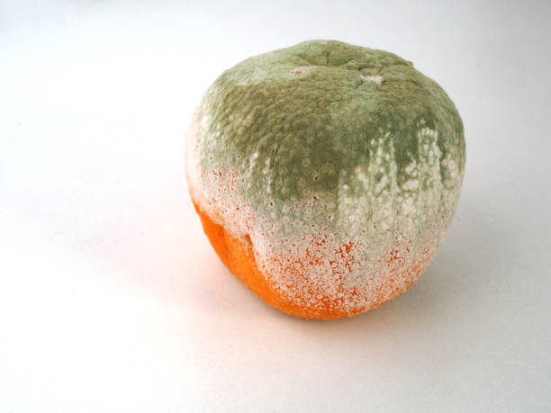 istock Rotten moldy tangerine in white background 1439703217