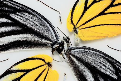 Butterfly after dead - animal body parts.