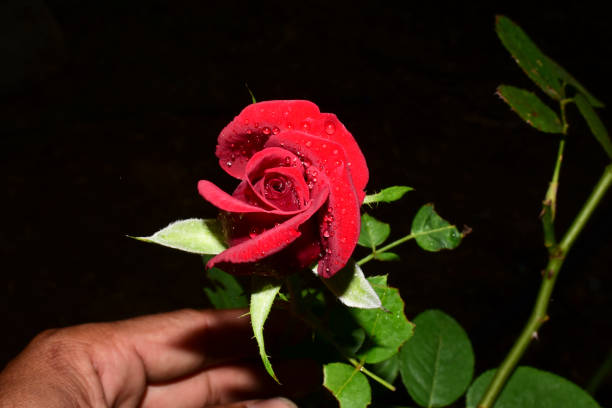 A beautiful Red rose water drops isolated on black background