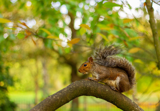 istock brown squirrel on a tree branch in an autumn park 1439704786