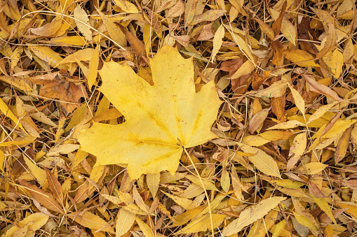 Large maple leaf with colorful forest blurred in the background.