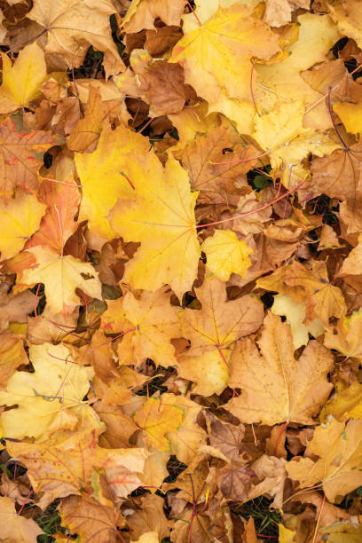 istock Yellow background image of autumn leaves 1439705145