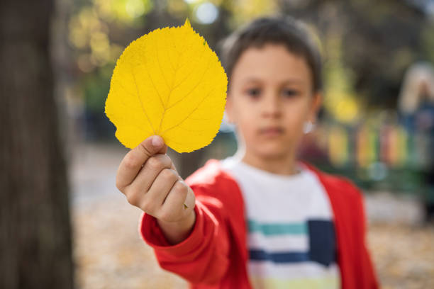 istock Little boy holding yellow leaf 1439705164