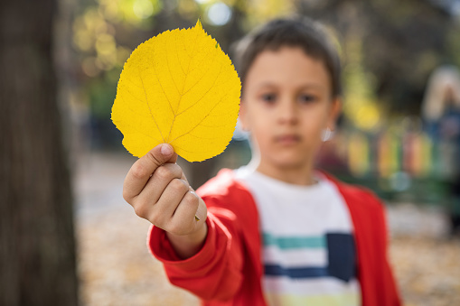 Boy holding yellow leaf - yellow autumn concept