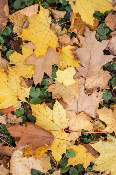 istock Yellow autumn leaves 1439705229