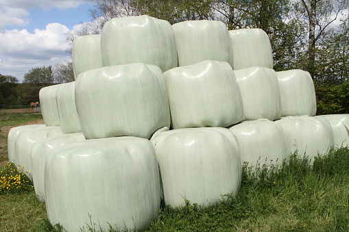 green silo bales lie on a field after harvest