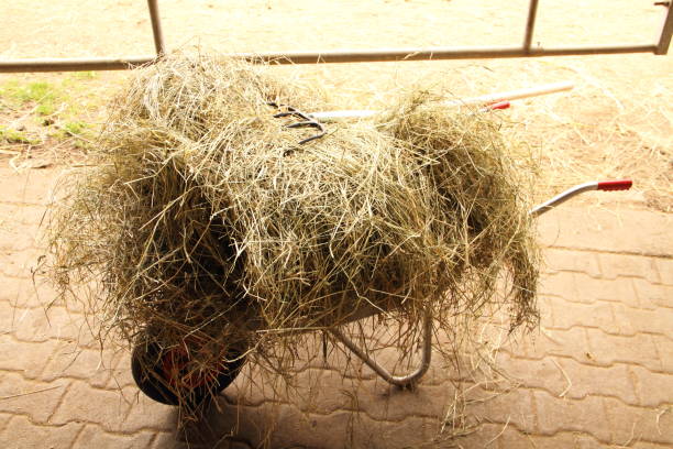 istock a wheelbarrow loaded with hay 1439705500