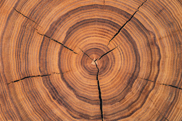 saw cut texture with annual rings and cracks. old tree stump as background