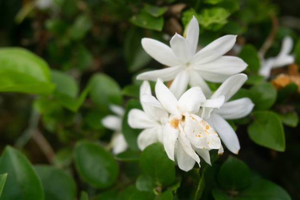 istock jasmine flowers on the tree 1439706935
