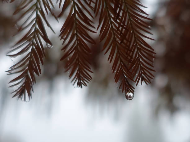 gotas de lluvia o rocío en la ramita de árbol de hoja perenne en la mañana brumosa - fog wet rain tree fotografías e imágenes de stock