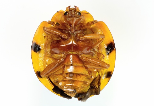 Yellow Beetle bug stomach - animal body part.