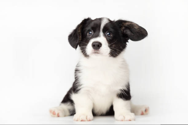 gallois corgi cardigan chiot mignon et moelleux. drôles d’animaux heureux sur fond blanc avec espace de copie - puppy photos et images de collection