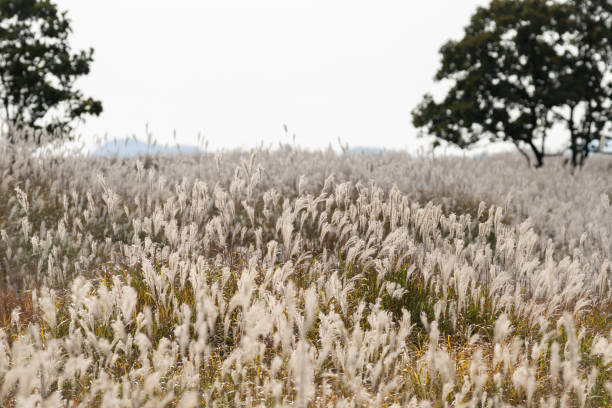 istock Pampas grass swaying in the wind 1439710212