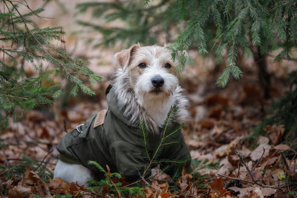 istock A wire-haired Jack Russell Terrier with a beard in a khaki jacket stands in fir branches. Military dog concept. Blurred background for the inscription 1439710363