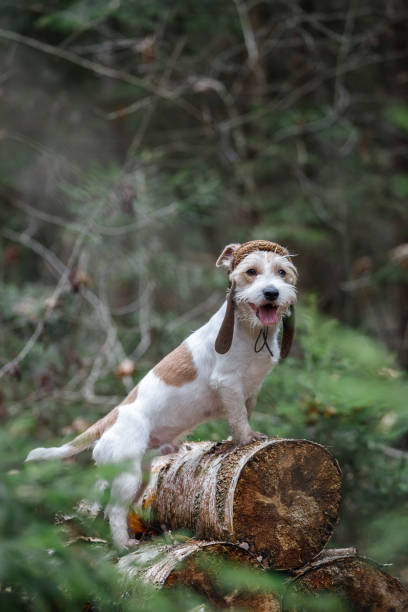 istock A wire-haired Jack Russell Terrier with a beard in a tank cap stands on logs in the forest. Military dog concept. Blurred background for the inscription 1439710371