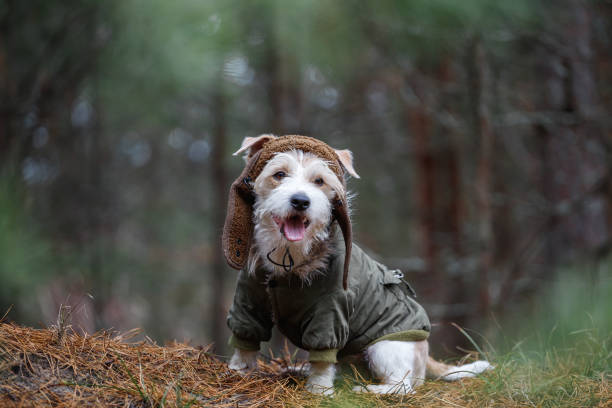 istock A wire-haired Jack Russell Terrier with a beard in a brown hat and a khaki jacket sits on logs in the forest. Military dog concept. Blurred background for the inscription 1439710391