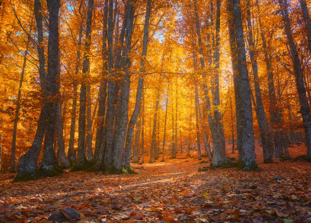 bosque de castanhas de el tiemblo, famosa floresta, ávila, castela e leão, espanha - travel avila castilla y leon spain - fotografias e filmes do acervo