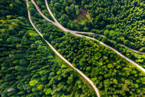 widok z lotu ptaka na drogę w środku lasu z wysokimi świerkami lub sosnami. - mystery forest ecosystem natural phenomenon zdjęcia i obrazy z banku zdjęć