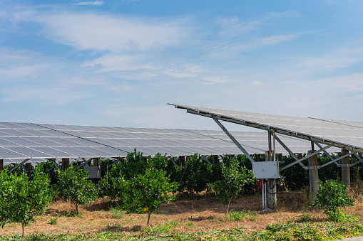 Modern farm green energy, orange tree and solar power plant