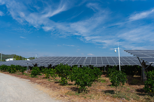Modern farm green energy, orange tree and solar power plant