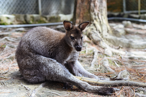Australian kangaroo sitting on the ground