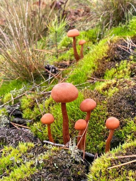 istock A poisonous, bright mushroom in forest. 1439713938