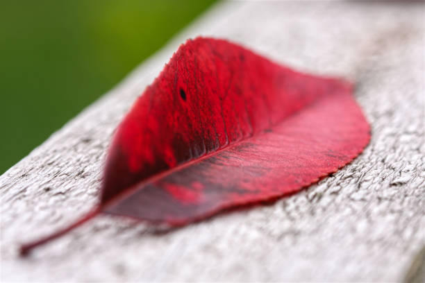 leaf of red robin tree close up on wood stock photo