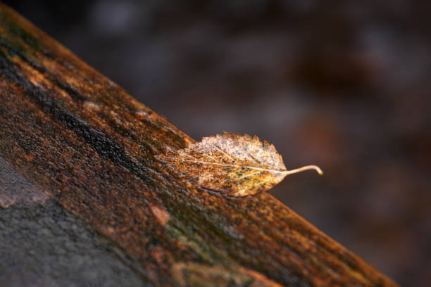 wet golden leaf on wood autumn close up stock photo