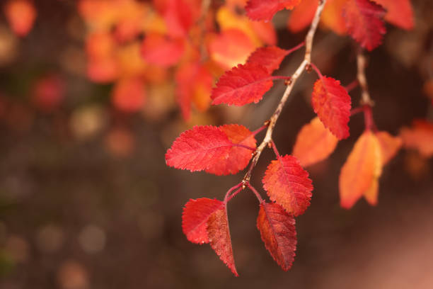 red leaves on branch of young cherry tree in autumn stock photo