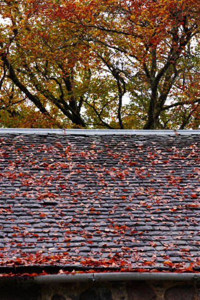 autumn leaves on roof fallen from trees above stock photo