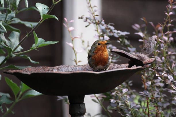 robin in bird bath in british garden stock photo