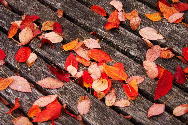 bright red autumn leaves on wooden table close up stock photo