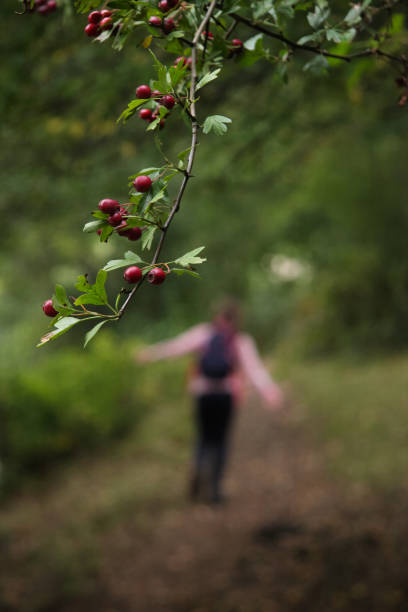 young girl walking in woods in autumn focus on tree branch with berries stock photo