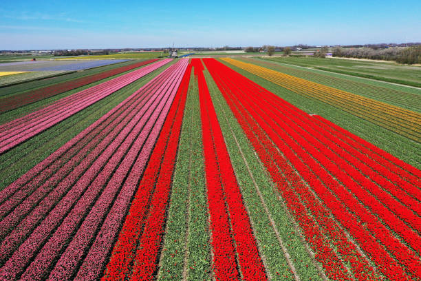 istock Beautiful tulip fields in the Dutch spring 1439716062