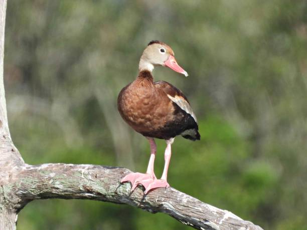 istock Black-bellied Whistling Duck (Dendrocygna autumnalis) - resting on a snag 1439716593