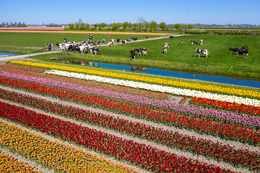 Beautiful colored dutch tulip fields landscape in spring. Photo taken with a drone.