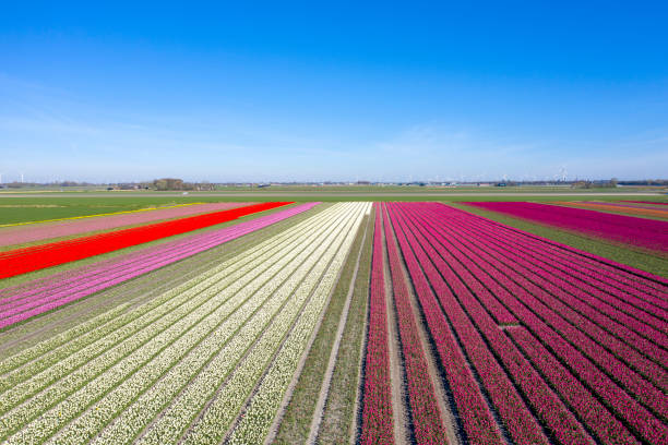 Beautiful tulip fields in the Dutch spring stock photo