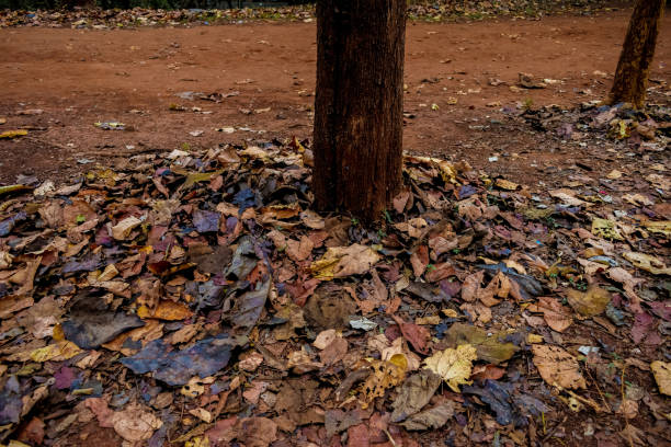 Vintage fallen tree leaves on the ground, autumn background.