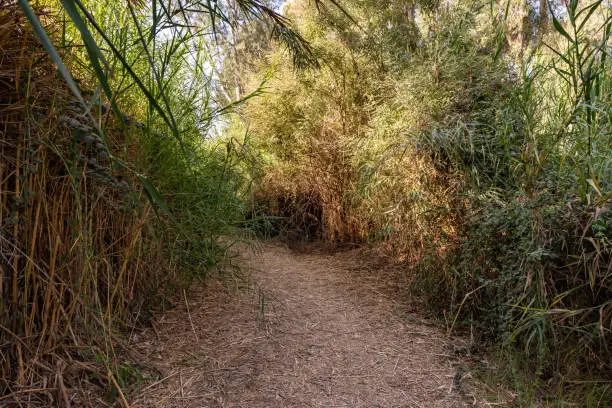 Photo of Nature  in the Mekorot HaYarkon Gan Leumi Yarkon, located near the city of Petah Tikva in the center of Israel