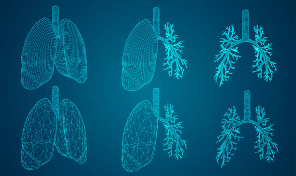 Vector set 3D lungs and bronchus. on color background. Element for medical design. vector art illustration