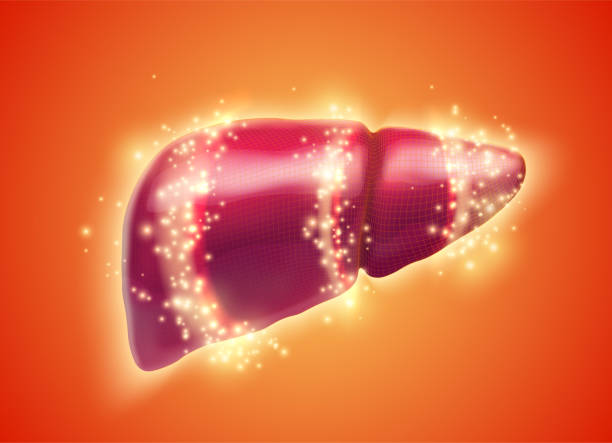 istock human liver. 3d vector. health and medicine. 1439719333