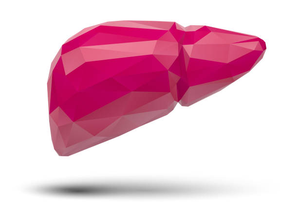 istock human liver. 3d vector. health and medicine. 1439719374